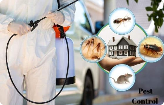 Why pest control companies choose Zonic Media